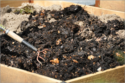 Healthy Compost full of Microbes!