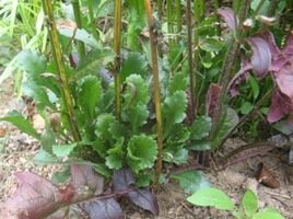 an Oxeye daisy plant in a garden