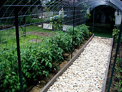 Inside the arched trellis