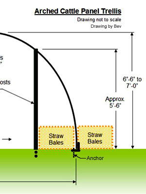 arched cattle panel trellis
