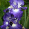 Thumbnail #3 of Iris  by Calif_Sue