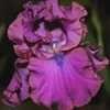 Thumbnail #5 of Iris  by cathysplants