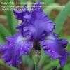 Thumbnail #3 of Iris  by cathysplants