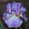 Thumbnail #5 of Iris  by 1913cat