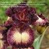 Thumbnail #5 of Iris  by cathysplants