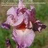 Thumbnail #3 of Iris  by cathysplants