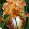 Thumbnail #5 of Iris  by Calif_Sue