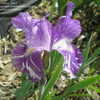 Thumbnail #3 of Iris  by Joan