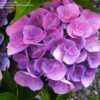 Thumbnail #2 of Hydrangea macrophylla by RosinaBloom