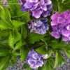 Thumbnail #3 of Hydrangea macrophylla by RosinaBloom