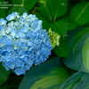 Thumbnail #4 of Hydrangea macrophylla by jbgregg