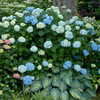 Thumbnail #5 of Hydrangea macrophylla by jbgregg