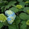 Thumbnail #3 of Hydrangea macrophylla by jbgregg