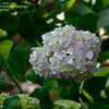 Thumbnail #3 of Hydrangea macrophylla by jbgregg