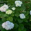 Thumbnail #4 of Hydrangea macrophylla by jbgregg