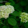 Thumbnail #2 of Hydrangea macrophylla by jbgregg