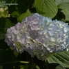 Thumbnail #5 of Hydrangea macrophylla by jbgregg