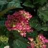 Thumbnail #3 of Hydrangea macrophylla by DaylilySLP