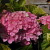 Thumbnail #3 of Hydrangea macrophylla by DaylilySLP