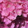 Thumbnail #4 of Hydrangea macrophylla by DaylilySLP