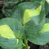 Thumbnail #2 of Hosta  by DayBloomer