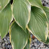 Thumbnail #3 of Hosta  by growin