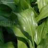 Thumbnail #5 of Hosta lancifolia by DaylilySLP