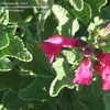 Thumbnail #3 of Salvia microphylla by Marilynbeth