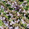 Thumbnail #2 of Salvia fruticosa by Kell