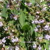 Thumbnail #3 of Salvia fruticosa by Kell