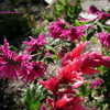 Thumbnail #2 of Salvia wagneriana by Kell