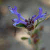 Thumbnail #3 of Salvia clevelandii by growin