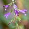 Thumbnail #2 of Salvia yunnanensis by Gerris2