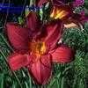 Thumbnail #2 of Hemerocallis  by poppysue