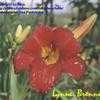 Thumbnail #4 of Hemerocallis  by fable