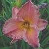 Thumbnail #2 of Hemerocallis  by carolann