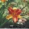 Thumbnail #3 of Hemerocallis  by landscaper_joe