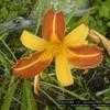 Thumbnail #4 of Hemerocallis  by carolann