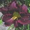 Thumbnail #1 of Hemerocallis  by carolann