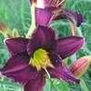 Thumbnail #2 of Hemerocallis  by Melissa_Ohio