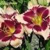 Thumbnail #5 of Hemerocallis  by Calif_Sue