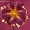 Thumbnail #4 of Hemerocallis  by DaylilySLP