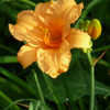 Thumbnail #3 of Hemerocallis  by Aphthona