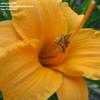 Thumbnail #4 of Hemerocallis  by alicewho