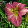 Thumbnail #3 of Hemerocallis  by ffg