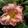 Thumbnail #3 of Hemerocallis  by DaylilySLP