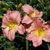 Thumbnail #4 of Hemerocallis  by Mainer