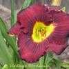 Thumbnail #3 of Hemerocallis  by yogaman