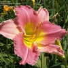 Thumbnail #3 of Hemerocallis  by DaylilySLP