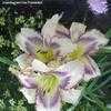 Thumbnail #3 of Hemerocallis  by lincolnitess